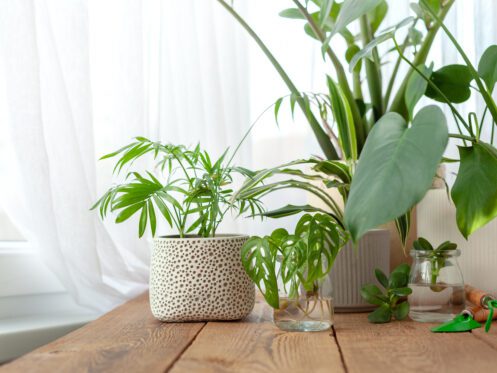 Top 10 Indoor Plants for Improving Air Quality in Your Home