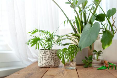 Top 10 Indoor Plants for Improving Air Quality in Your Home