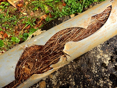 Common Causes of Clogged Sewer Lines